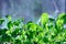 A watercress salad. Young plants. Seedling plants. Growing