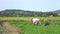 Watercress, wild salad and medicinal herb , Da Lat city, Lam province, Vietnam