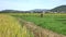 Watercress, wild salad and medicinal herb , Da Lat city, Lam province, Vietnam