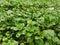 Watercress or yellowcress SOFT ROT disease injured by bacterial factor.