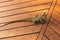 Waterdragon on decked terrace in the shadow