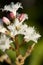 Waterdrieblad, Bogbean, Menyanthes trifoliata