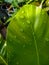 waterdrop closeup on bird& x27;s nest fern