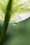 Waterdrop falling on a leaf