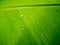 Waterdrop on the green banana leaf