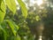 Waterdrop hanging on green leaf, close up shot. Green leaves of tree, with bokeh effect. Green foliage of trees in