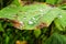 waterdrop on the lotus leaf