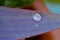 Waterdrop macro on Tradescantia leaf