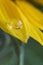 Waterdrop on a sunflower