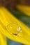 Waterdrop on a sunflower