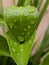 Waterdroplets on green leaves, nature concept