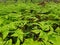 Waterdroplets on lush green forest foliage and plant in summer after a heavy rainfall