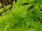 Waterdroplets on lush green forest foliage and plant in summer after a heavy rainfall