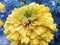 Waterdroplets on marigold flower in nature