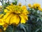 Waterdroplets on marigold flower in nature