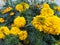 Waterdroplets on marigold flower in nature