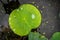 Waterdrops in the big grean leaf of a lotus flower