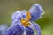 Waterdrops on a crocus flower close up