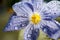 Waterdrops on a crocus flower close up