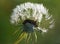 Waterdrops on dandelion