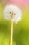 Waterdrops on dandelion