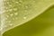 Waterdrops on green leaf background