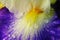 Waterdrops on an iris pistil.