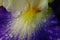 Waterdrops on an iris pistil.