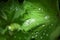 Waterdrops On Lady`s Mantel Leaf