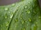 Waterdrops on the leaf