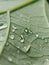 Waterdrops on a leaf closeup picture macro photography