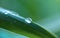 Waterdrops on the leaf of a plant after rain