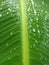 Waterdrops on a palm& x27;s leaf