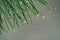 Waterdrops on pine leaf