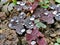 Waterdrops on a plant