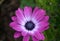 Waterdrops on a purple flower