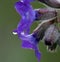 Waterdrops on purple flower, macro