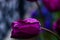 Waterdrops on the purple tulip