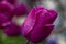 Waterdrops on the purple tulip