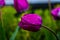 Waterdrops on the purple tulip