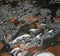 Waterdrops on a rusty metal plate