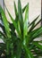 Waterdrops on the shiny leaves of a Yucca palm tree