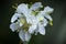 Waterdrops On White Flower-Cluster, Dark Blurred Background