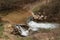 Waterfall and Alcaraz river crossing natural site of Los Batanes in spring