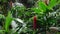 A waterfall amidst lush tropical vegetation