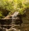 Waterfall in the Appalachians