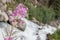 Waterfall in the Austrian Alps - Selective focus on flower