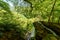 The waterfall of Bad Urach, Swabian Alb, Baden-Wuerttemberg, Germany, Europe