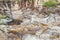 Waterfall of Capybara, ecological complex, CapitÃ³lio MG