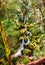 Waterfall on the Cataract trail in Marin Municipal Water District, Marin county, north San Francisco bay area, California